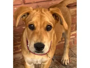 Cachorro raça SRD-ViraLata idade 7 a 11 meses nome Taz