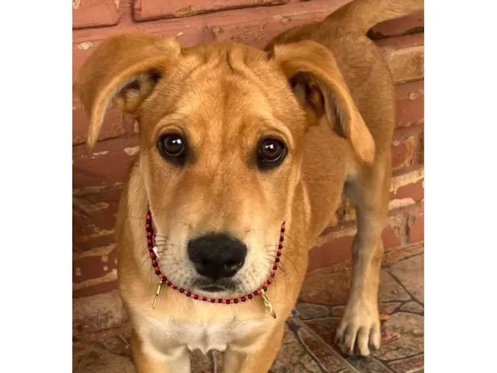 Cachorro ra a SRD-ViraLata idade 7 a 11 meses nome Taz