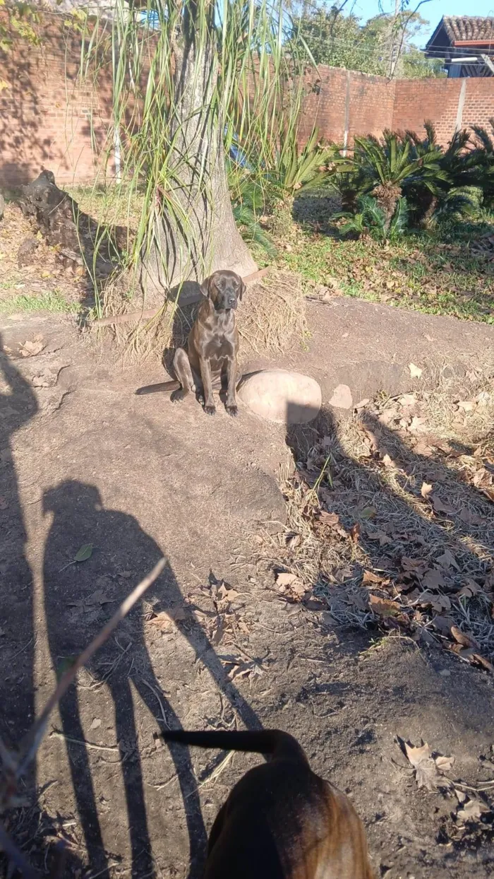 Cachorro ra a Labrador idade 2 anos nome Castor