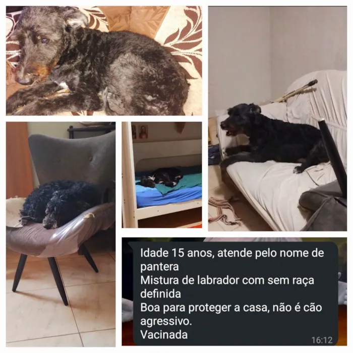 Cachorro ra a Labrador idade 6 ou mais anos nome Pantera