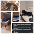 Pantera