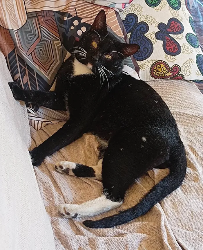 Gato ra a SRD-ViraLata idade 6 ou mais anos nome Pebe