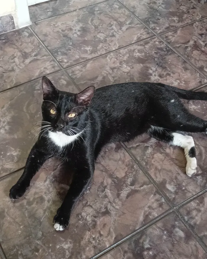 Gato ra a SRD-ViraLata idade 6 ou mais anos nome Pebe