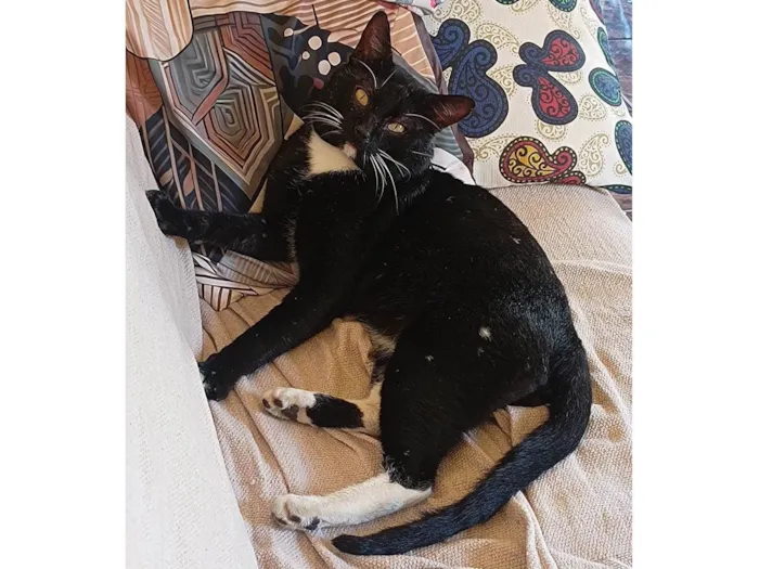 Gato ra a SRD-ViraLata idade 6 ou mais anos nome Pebe