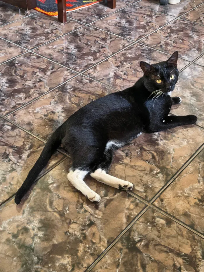 Gato ra a SRD-ViraLata idade 6 ou mais anos nome Pebe