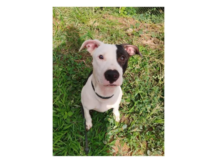 Cachorro ra a Pit-Bull idade 7 a 11 meses nome Billy ou Pirata