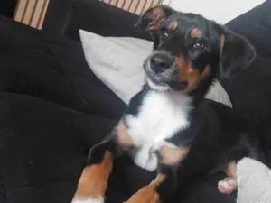 Cachorro raça SRD-ViraLata idade 1 ano nome THOR