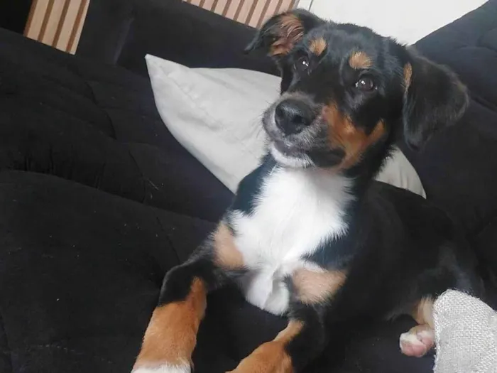 Cachorro ra a SRD-ViraLata idade 1 ano nome THOR