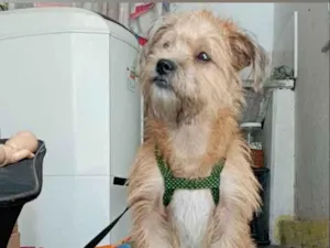 Cachorro raça Shitzu idade 3 anos nome Reikis