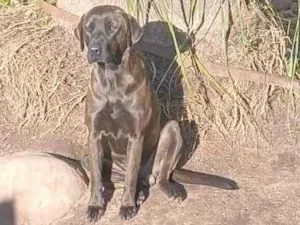 Cachorro raça Labrador idade 2 anos nome Castor