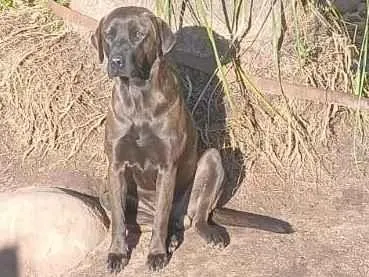 Cachorro raça Labrador idade 2 anos nome Castor