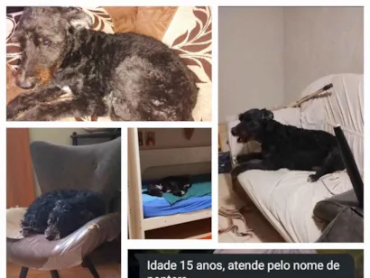 Cachorro raça Labrador idade 6 ou mais anos nome Pantera