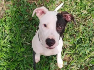 Cachorro raça Pit-Bull idade 7 a 11 meses nome Billy ou Pirata