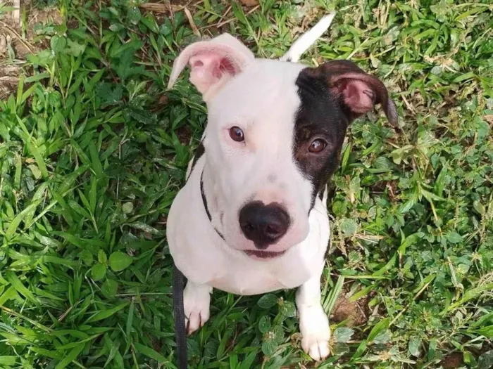 Cachorro ra a Pit-Bull idade 7 a 11 meses nome Billy ou Pirata