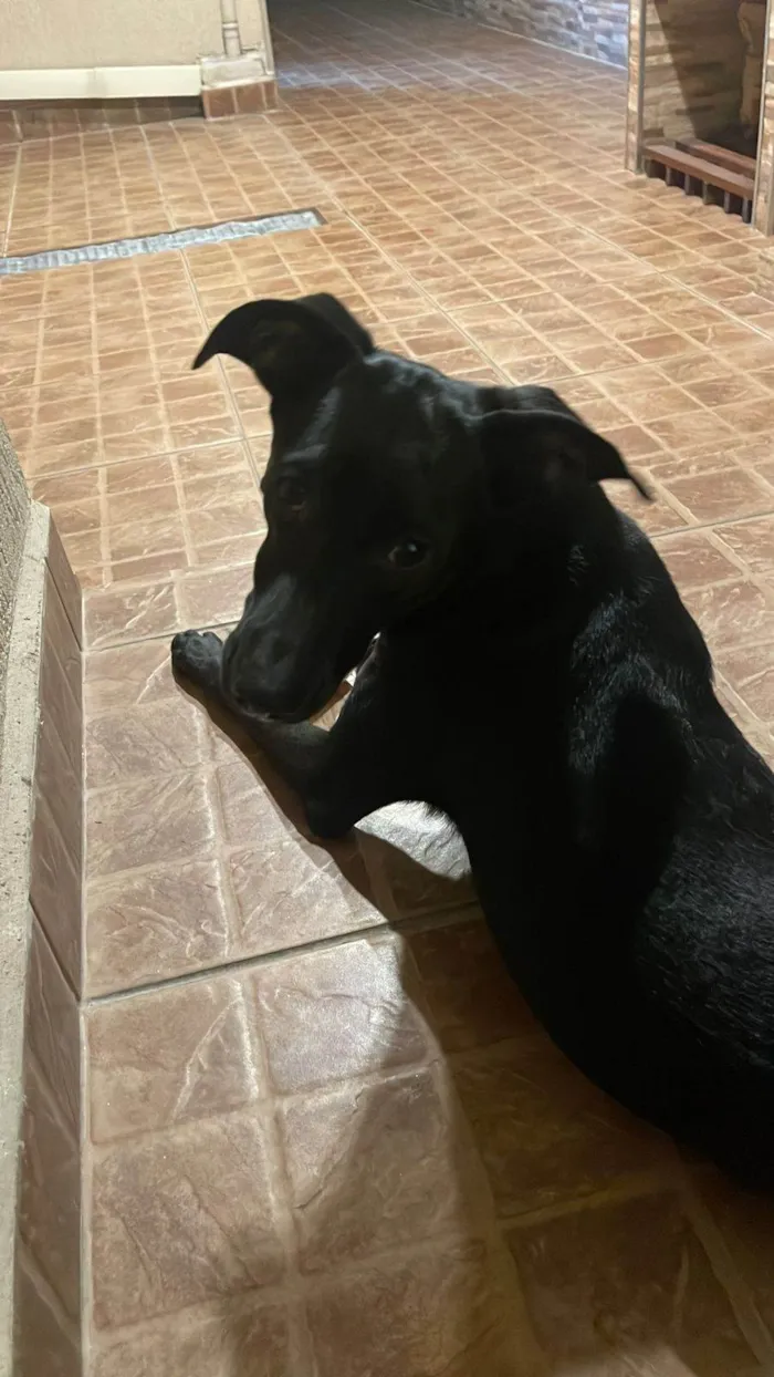 Cachorro ra a SRD-ViraLata idade 1 ano nome Zeca