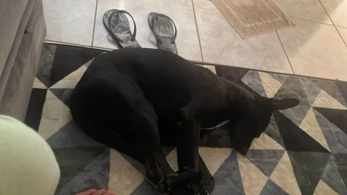 Cachorro ra a SRD-ViraLata idade 1 ano nome Zeca