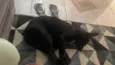 Zeca