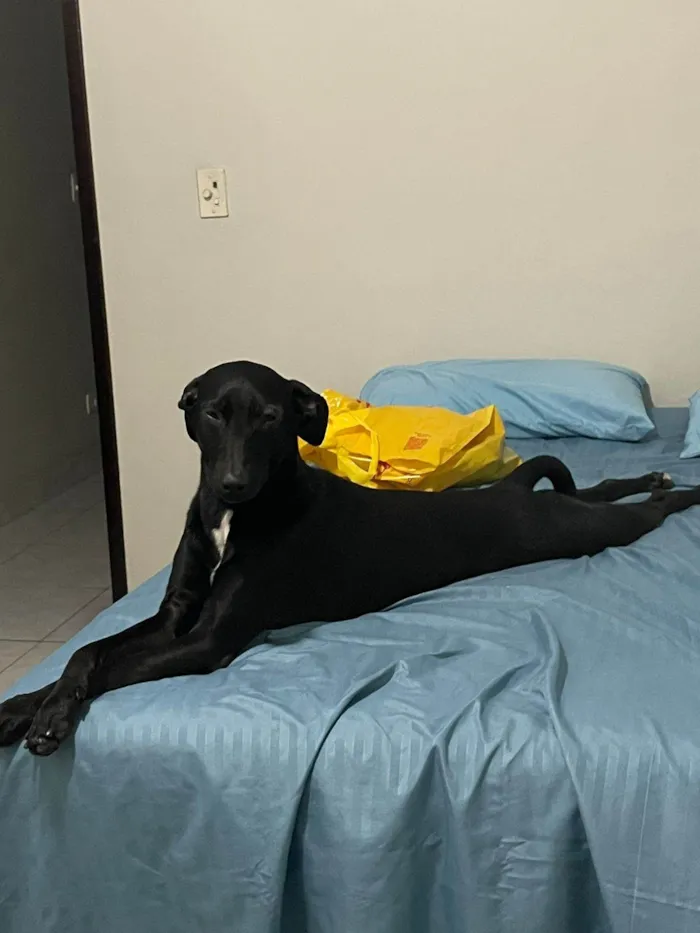 Cachorro ra a SRD-ViraLata idade 1 ano nome Zeca