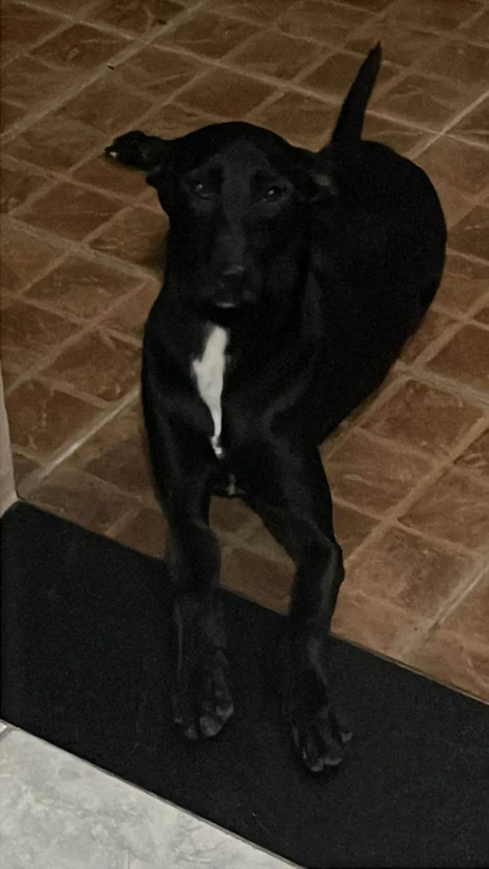 Cachorro ra a SRD-ViraLata idade 1 ano nome Zeca