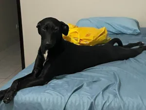 Cachorro raça SRD-ViraLata idade 1 ano nome Zeca