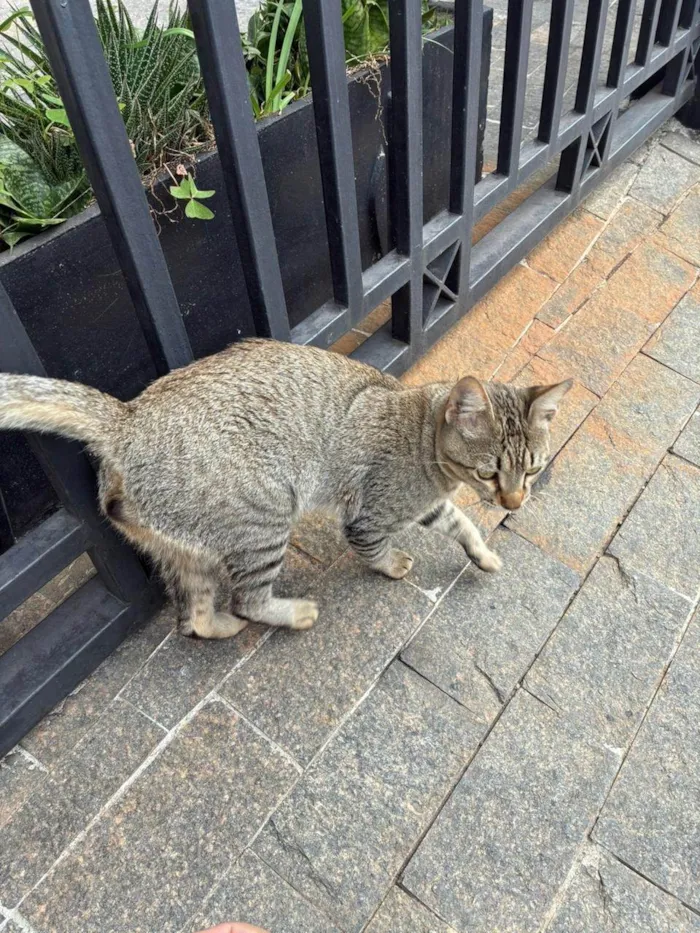 Gato ra a SRD-ViraLata idade 1 ano nome Não tem nome