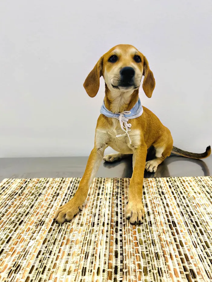 Cachorro ra a SRD-ViraLata idade 2 a 6 meses nome Bento