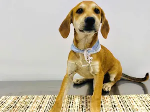 Cachorro raça SRD-ViraLata idade 2 a 6 meses nome Bento