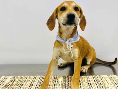 Cachorro raça SRD-ViraLata idade 2 a 6 meses nome Bento