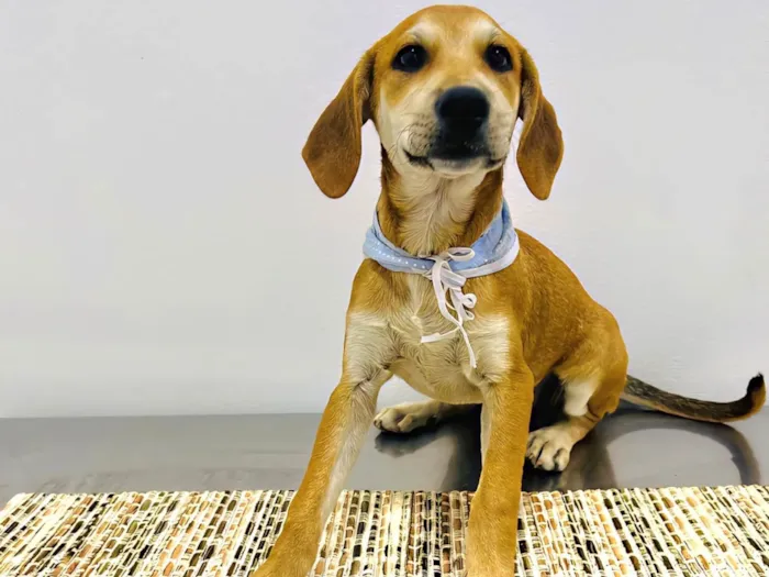 Cachorro ra a SRD-ViraLata idade 2 a 6 meses nome Bento