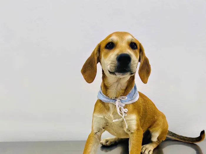 Cachorro ra a SRD-ViraLata idade 2 a 6 meses nome Bento