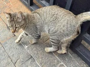 Gato raça SRD-ViraLata idade 1 ano nome Não tem nome