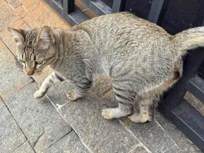 Gato raça SRD-ViraLata idade 1 ano nome Não tem nome