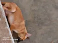 Scooby