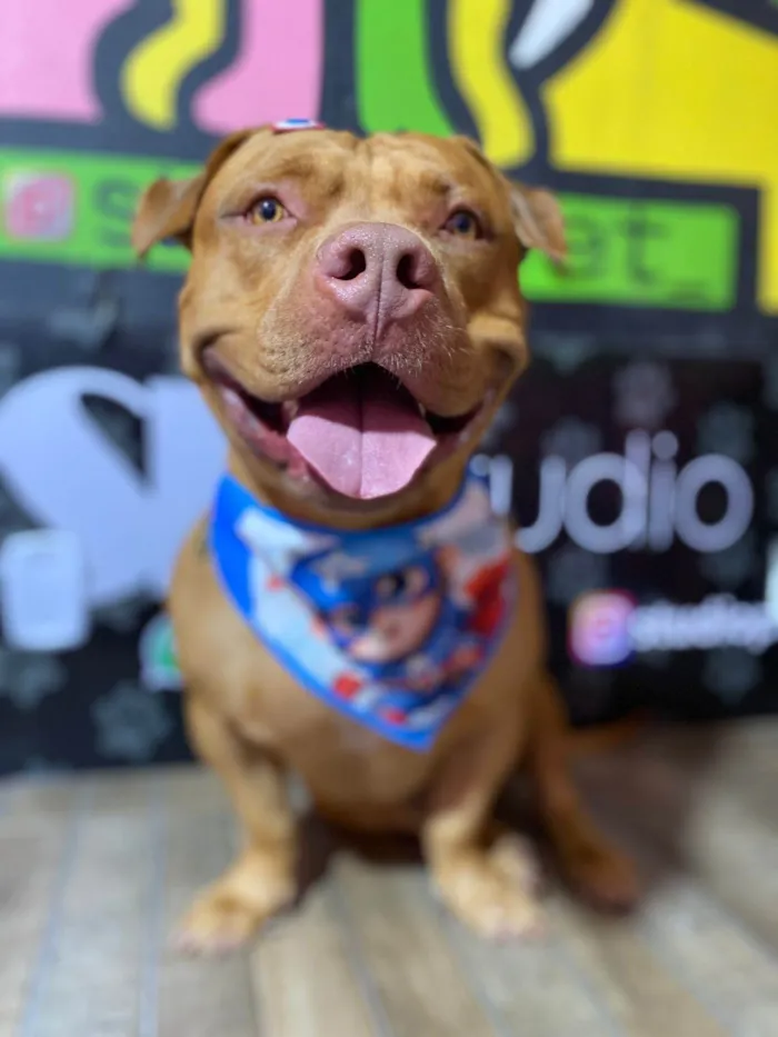 Cachorro ra a Pit-Bull idade 3 anos nome Brian