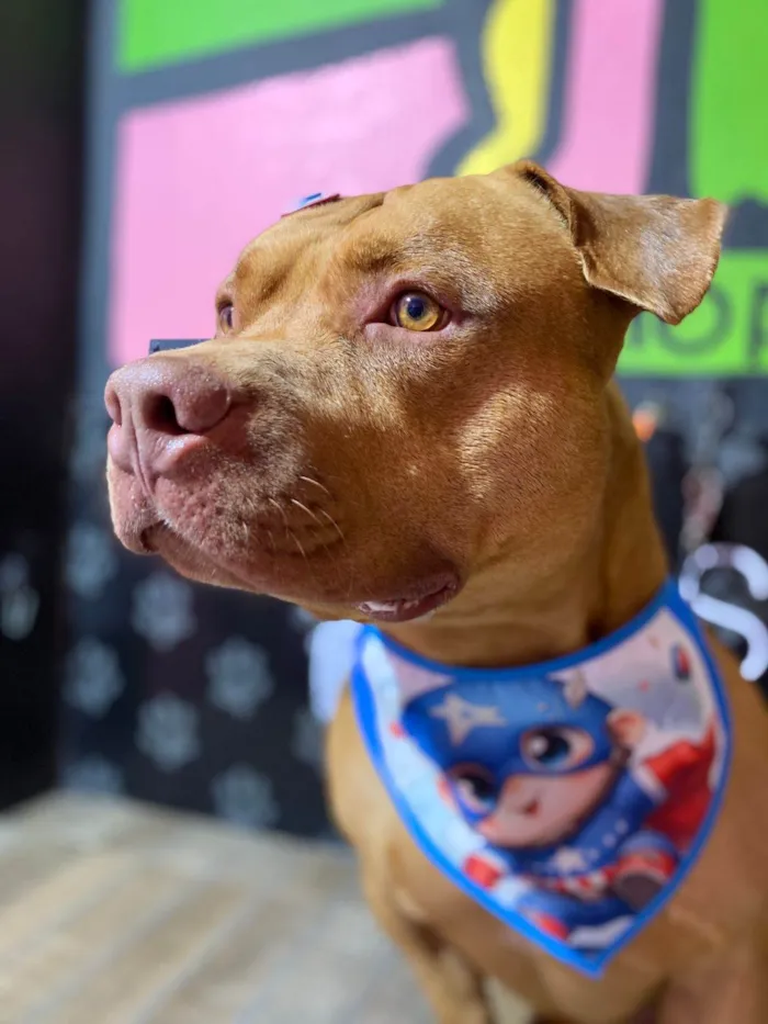 Cachorro ra a Pit-Bull idade 3 anos nome Brian