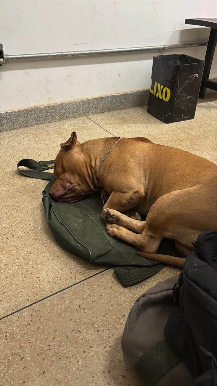 Cachorro ra a Pit-Bull idade 3 anos nome Brian