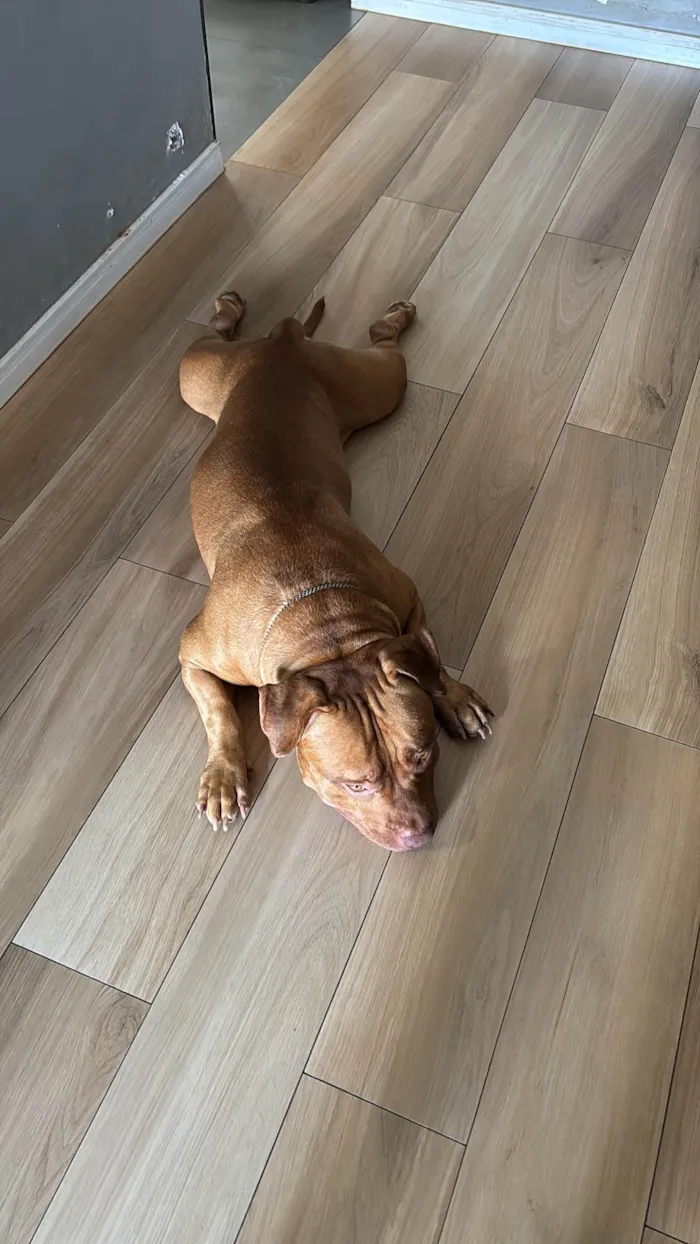 Cachorro ra a Pit-Bull idade 3 anos nome Brian