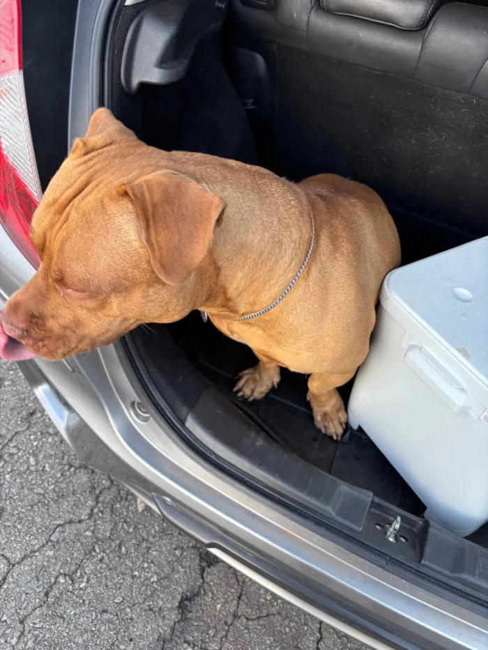Cachorro ra a Pit-Bull idade 3 anos nome Brian