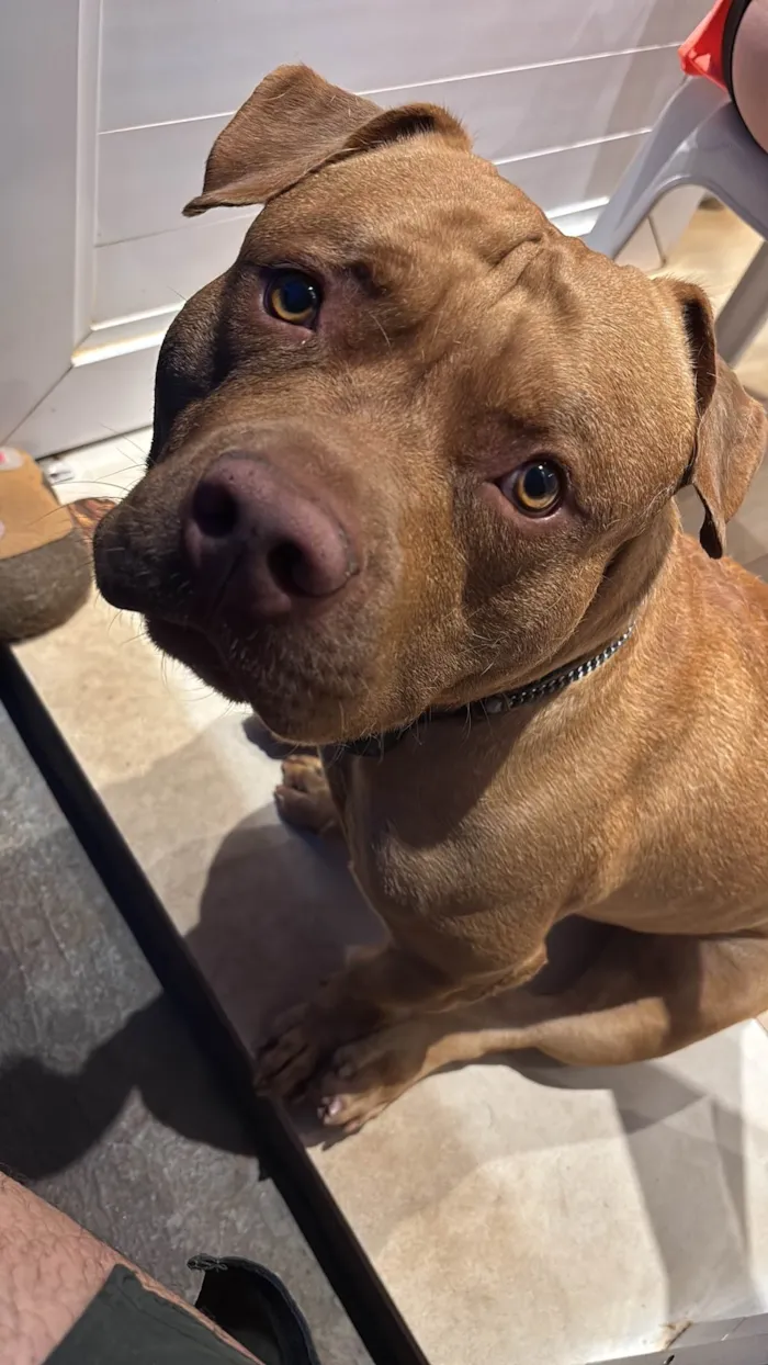 Cachorro ra a Pit-Bull idade 3 anos nome Brian