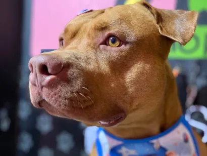Cachorro raça Pit-Bull idade 3 anos nome Brian
