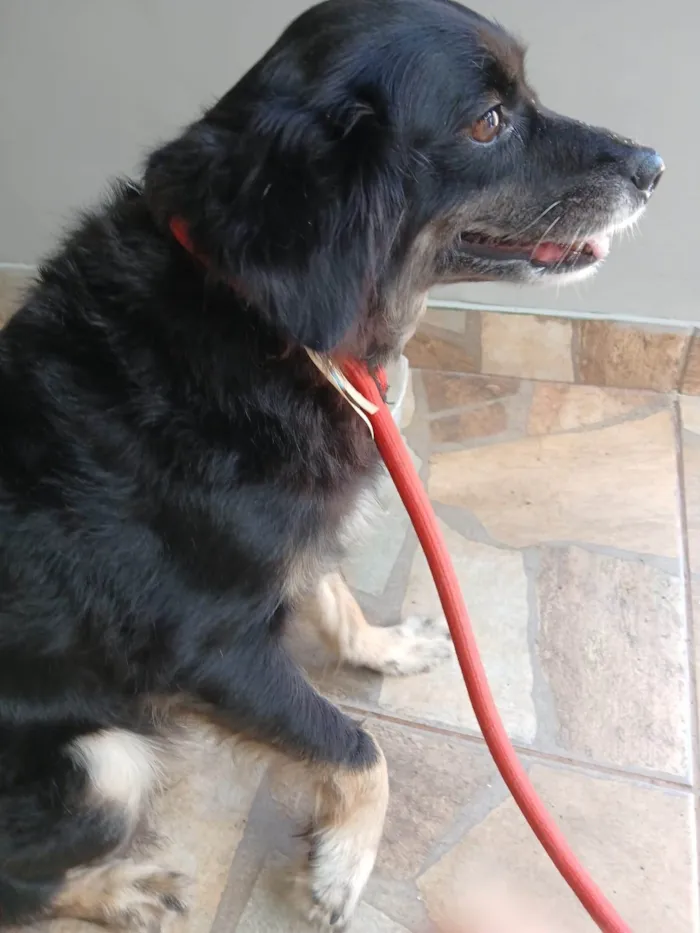 Cachorro ra a SRD-ViraLata idade 6 ou mais anos nome Catarina