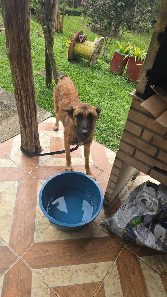 Cachorro ra a Pastor Alemão idade 2 anos nome Curly 