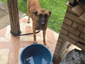 Cachorro raça Pastor Alemão idade 2 anos nome Curly 
