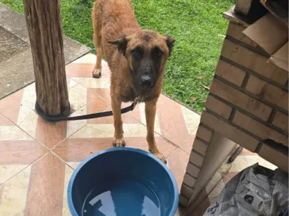Cachorro raça Pastor Alemão idade 2 anos nome Curly 