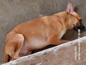Cachorro raça SRD-ViraLata idade 1 ano nome Scooby