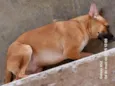 Scooby