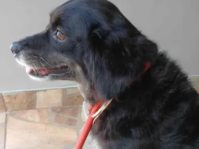 Cachorro raça SRD-ViraLata idade 6 ou mais anos nome Catarina