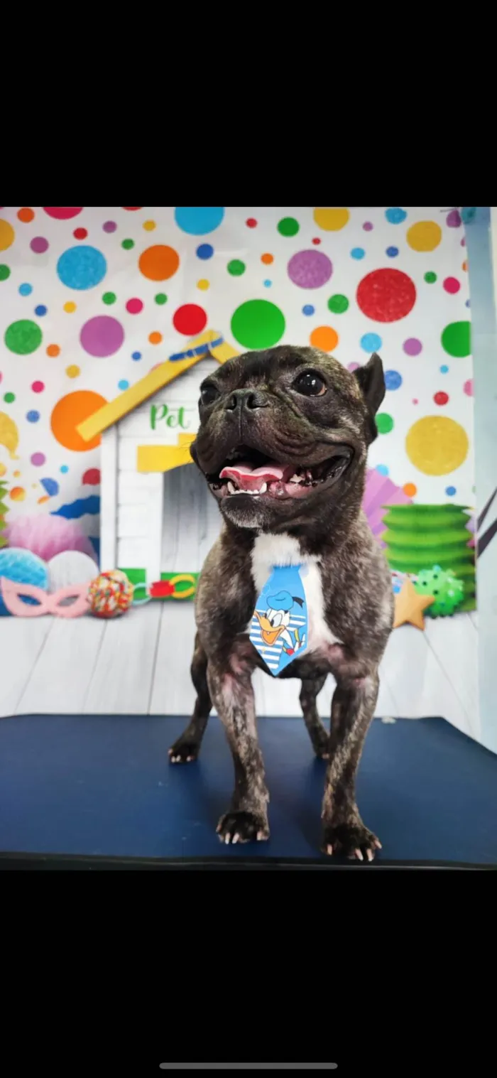 Cachorro ra a Setter idade 3 anos nome Apolo
