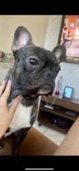Apolo