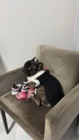 Apolo